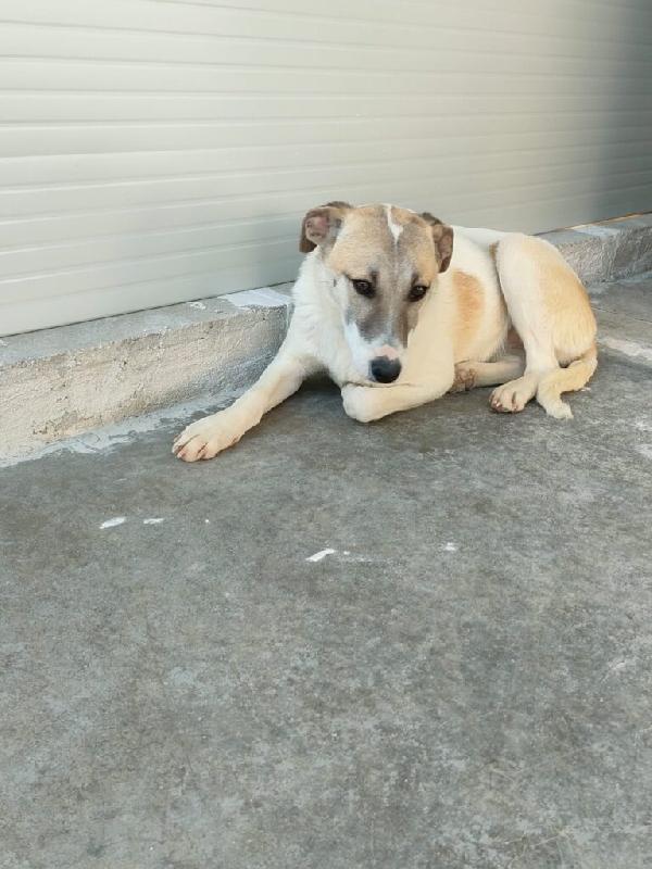 Astra - Nato/a il: Agosto 2025 Razza: Meticcio simil lupoide Taglia: Media Peso: da adulta 20-23 kg Carattere: Dolce, buona Foto 3